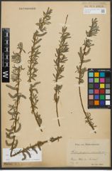 Foto von Salix purpurea L. x Salix viminalis L.